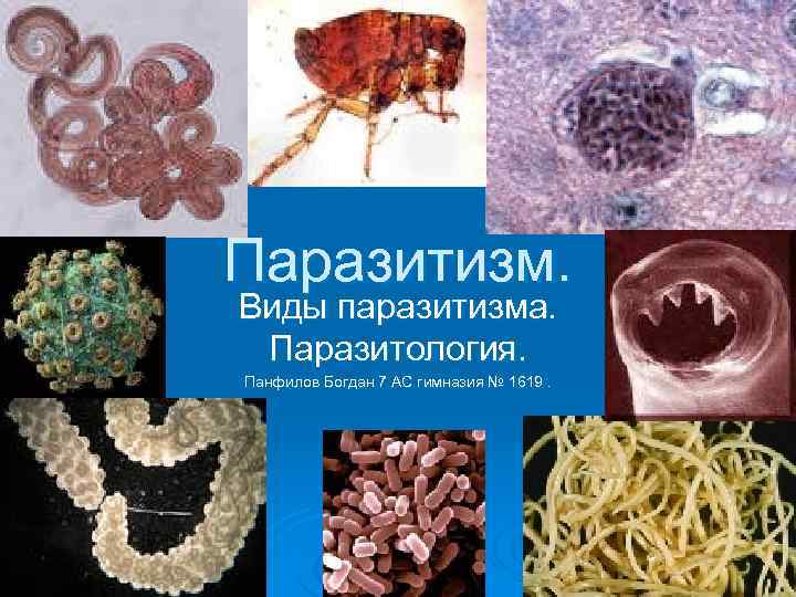 Паразитизм. Виды паразитизма. Паразитология. Панфилов Богдан 7 АС гимназия № 1619. 