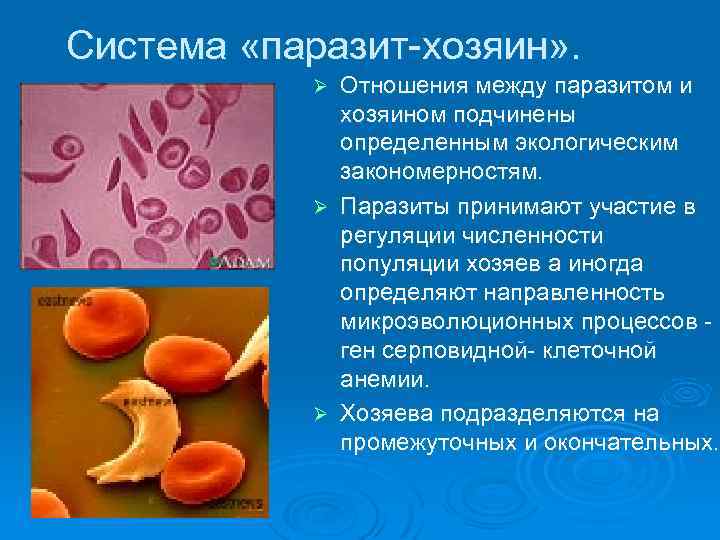 Система «паразит-хозяин» . Отношения между паразитом и хозяином подчинены определенным экологическим закономерностям. Ø Паразиты