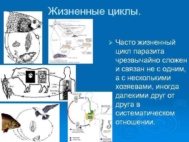 Жизненные циклы. Ø Часто жизненный цикл паразита чрезвычайно сложен и связан не с одним,