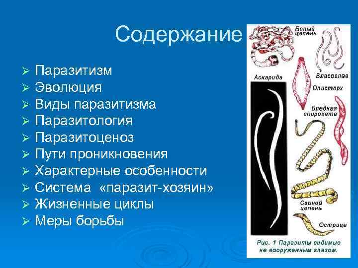 Содержание Ø Ø Ø Ø Ø Паразитизм Эволюция Виды паразитизма Паразитология Паразитоценоз Пути проникновения