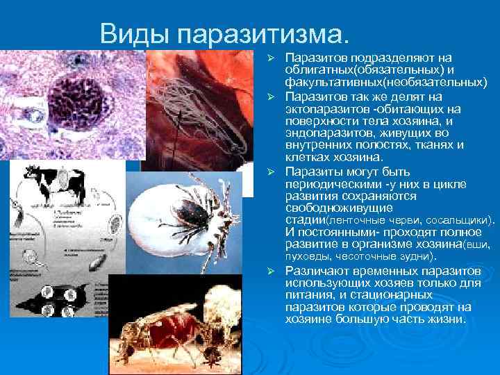 Виды паразитизма. Ø Ø Паразитов подразделяют на облигатных(обязательных) и факультативных(необязательных) Паразитов так же делят