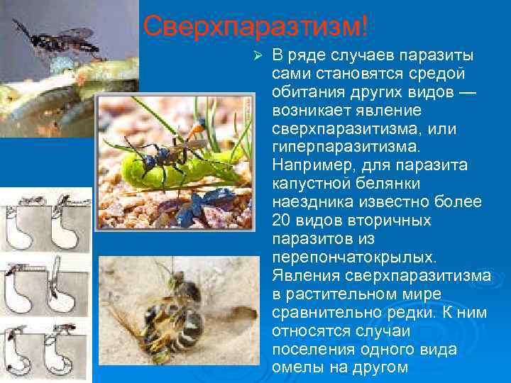Сверхпаразтизм! Ø В ряде случаев паразиты сами становятся средой обитания других видов — возникает