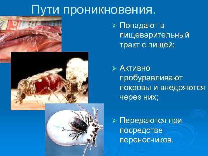 Пути проникновения. Ø Попадают в пищеварительный тракт с пищей; Ø Активно пробуравливают покровы и