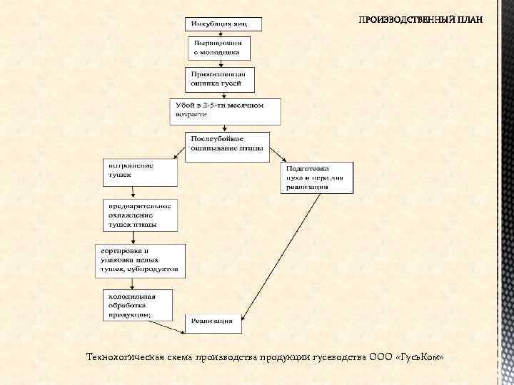 Технологическая схема производства продукции гусеводства ООО «Гусь. Ком» 