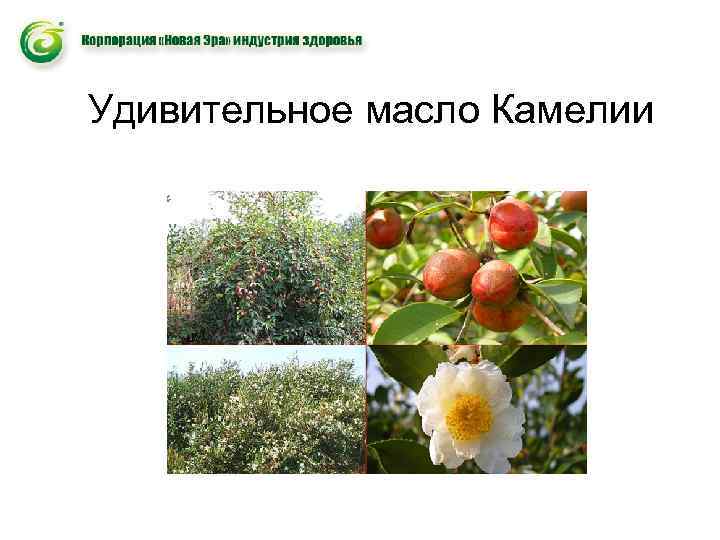 Удивительное масло Камелии 