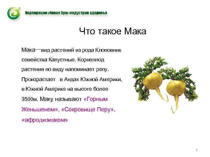 Что такое Мака一вид растений из рода Клоповник семейства Капустные. Корнеплод растения по виду напоминает