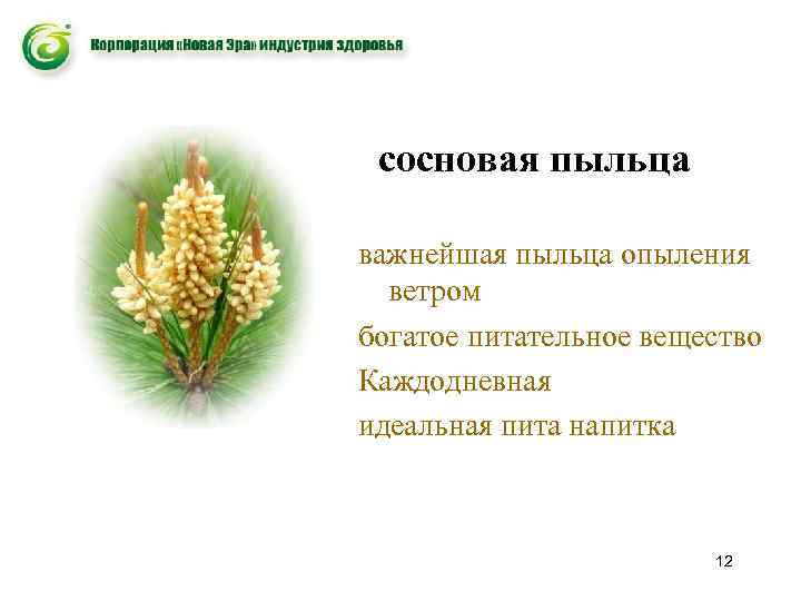 сосновая пыльца важнейшая пыльца опыления ветром богатое питательное вещество Каждодневная идеальная пита напитка 12