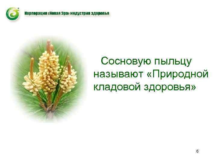 Сосновую пыльцу называют «Природной кладовой здоровья» 6 