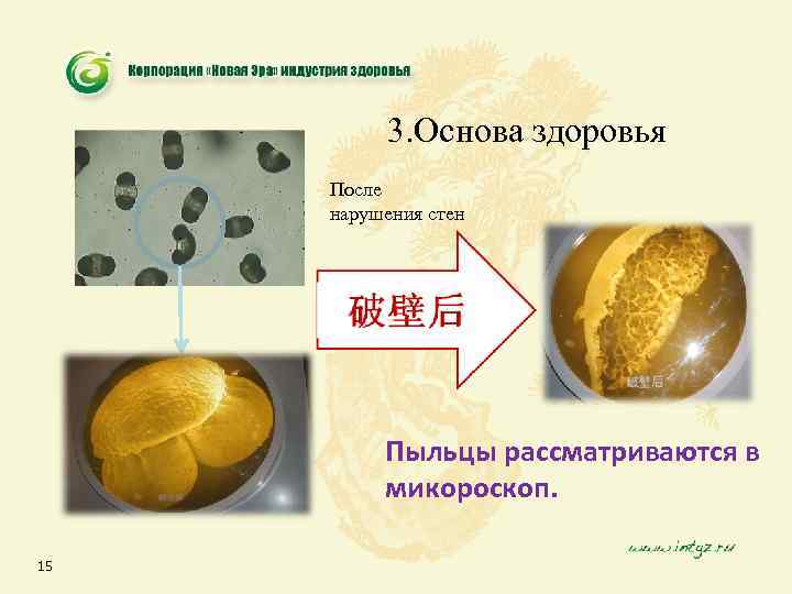 3. Основа здоровья После нарушения стен Пыльцы рассматриваются в микороскоп. 15 