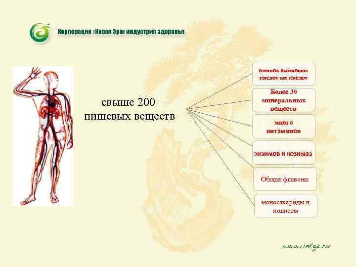 аминовых кислот свыше 200 пишевых веществ Более 30 минеральных веществ много витаминов энзимов и