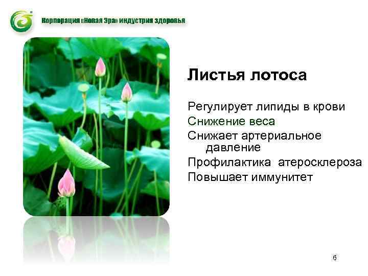 Листья лотоса Регулирует липиды в крови Снижение веса Снижает артериальное давление Профилактика атеросклероза Повышает
