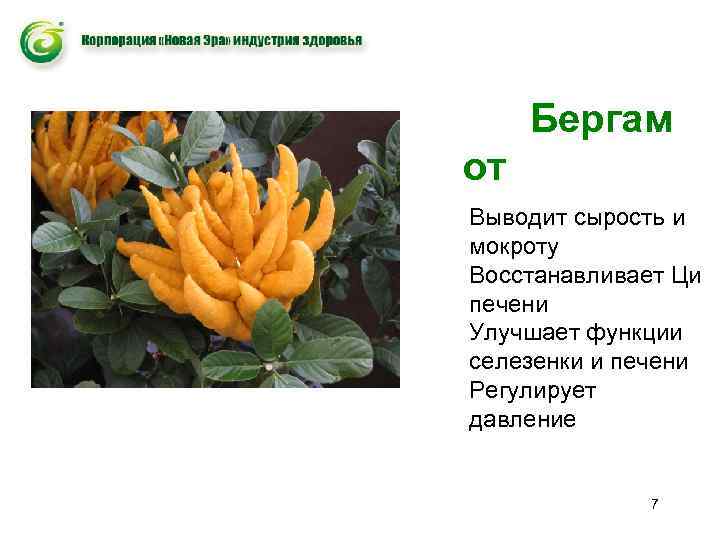 Бергам от Выводит сырость и мокроту Восстанавливает Ци печени Улучшает функции селезенки и печени