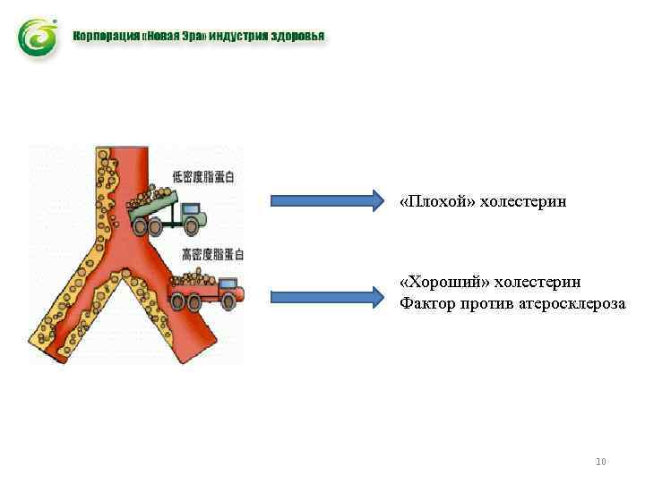  «Плохой» холестерин «Хороший» холестерин Фактор против атеросклероза 10 
