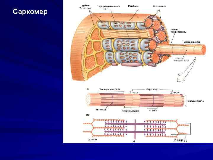 Саркомер рисунок гистология