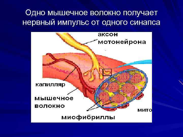 Одно мышечное волокно получает нервный импульс от одного синапса 
