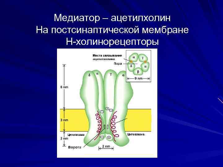 Медиатор – ацетилхолин На постсинаптической мембране Н-холинорецепторы 
