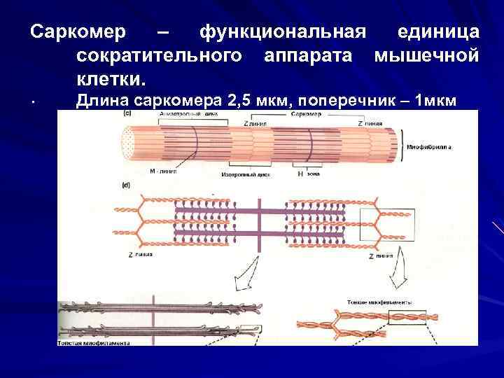 Саркомер – функциональная единица сократительного аппарата мышечной клетки. . Длина саркомера 2, 5 мкм,