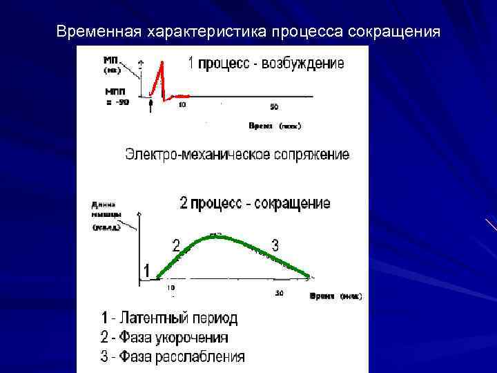 Временная характеристика процесса сокращения 