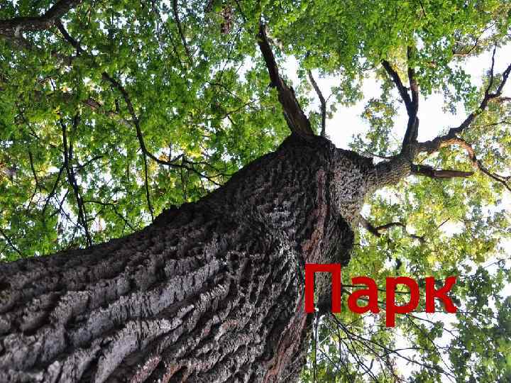 Парк 