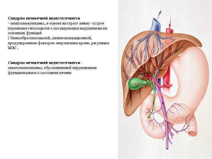 Синдром печеночной недостаточности - симптомокомплекс, в основе которого лежит- острое поражение гепатоцитов с последующим