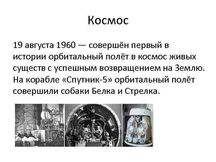 Космос 19 августа 1960 — совершён первый в истории орбитальный полёт в космос живых