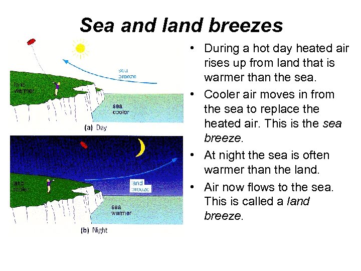 Sea and land breezes • During a hot day heated air rises up from