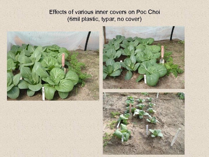 Effects of various inner covers on Poc Choi (6 mil plastic, typar, no cover)