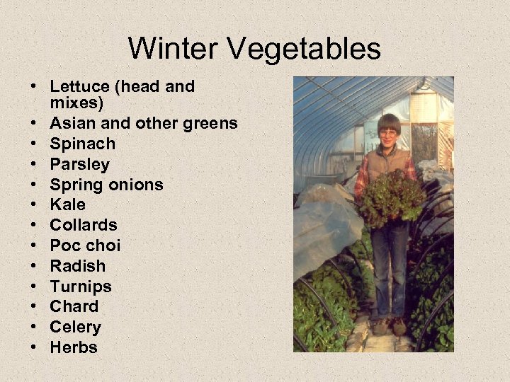 Winter Vegetables • Lettuce (head and mixes) • Asian and other greens • Spinach