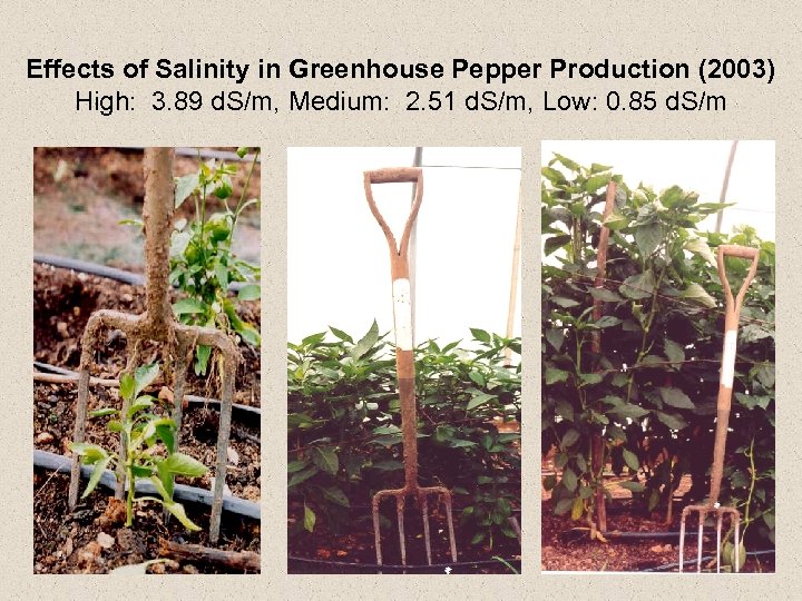 Effects of Salinity in Greenhouse Pepper Production (2003) High: 3. 89 d. S/m, Medium: