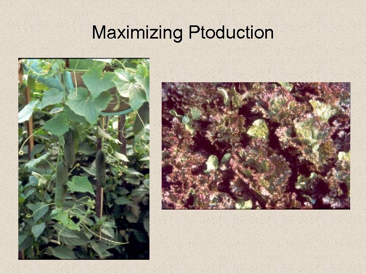 Maximizing Ptoduction 