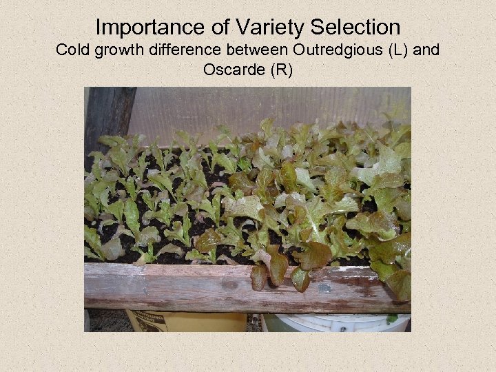 Importance of Variety Selection Cold growth difference between Outredgious (L) and Oscarde (R) 