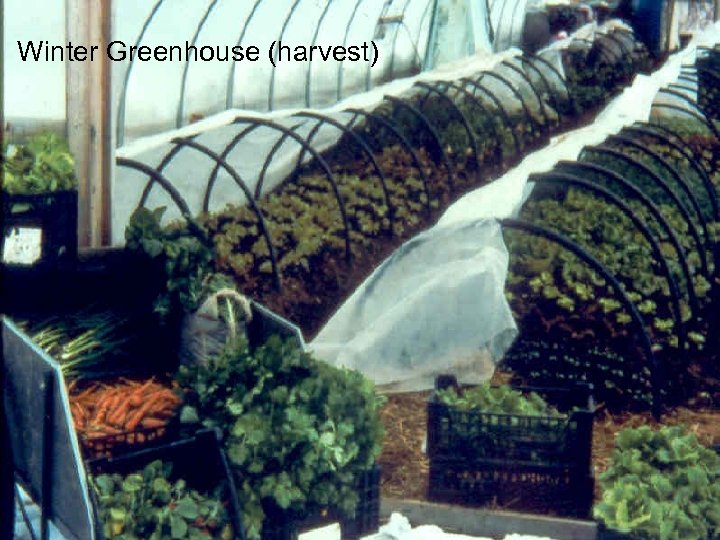 Winter Greenhouse (harvest) 