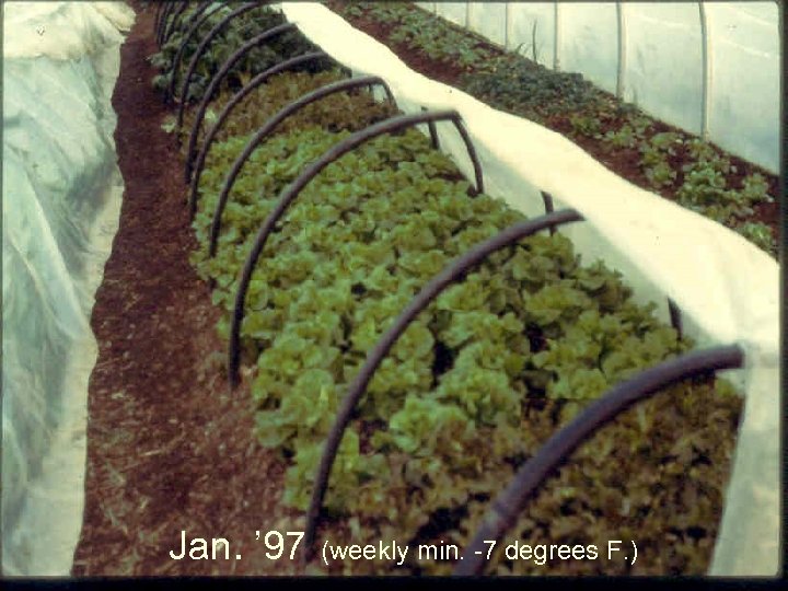 Jan. ’ 97 (weekly min. -7 degrees F. ) 