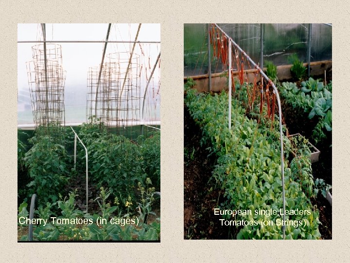 Cherry Tomatoes (in cages) European single Leaders Tomatoes (on Strings) 