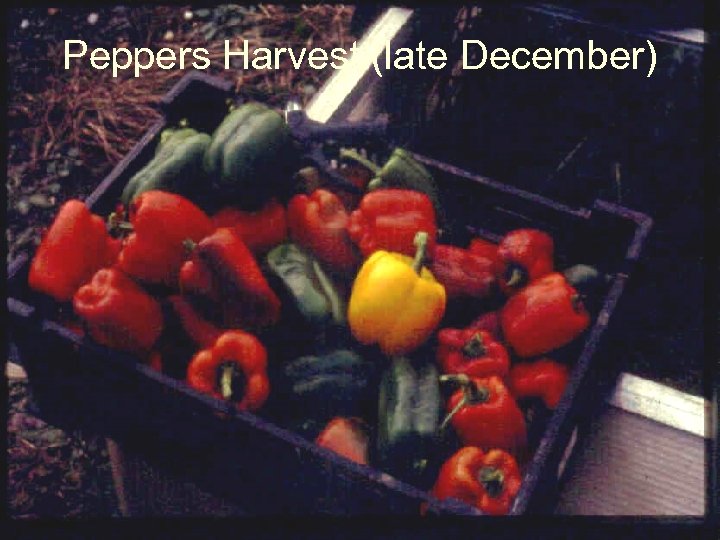 Peppers Harvest (late December) 