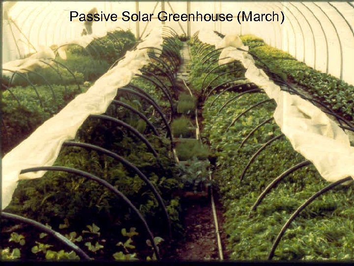 Passive Solar Greenhouse (March) 