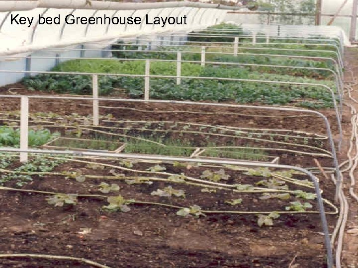 Key bed Greenhouse Layout 