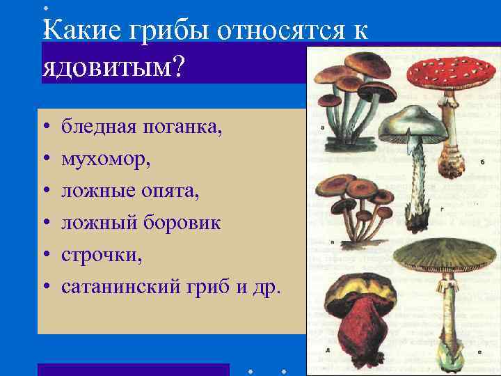 Какие грибы относятся к ядовитым? • • • бледная поганка, мухомор, ложные опята, ложный