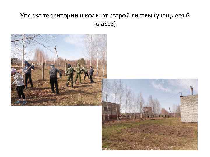 Уборка территории школы от старой листвы (учащиеся 6 класса) 