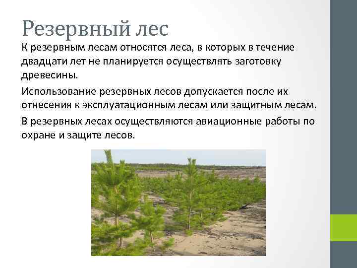Резервный лес К резервным лесам относятся леса, в которых в течение двадцати лет не
