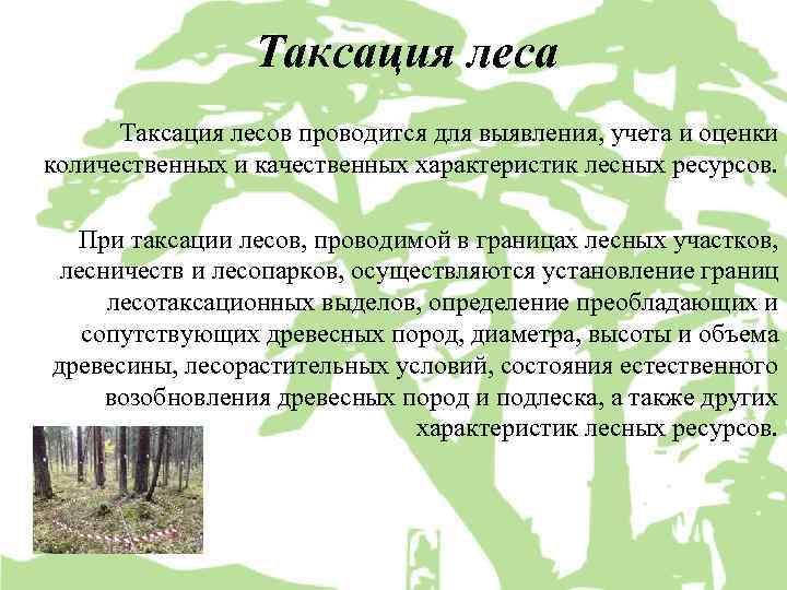 План характеристики леса