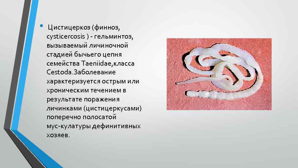  • Цистицеркоз (финноз, cysticercosis ) гельминтоз, вызываемый личиночной стадией бычьего цепня семейства Taeniidae,
