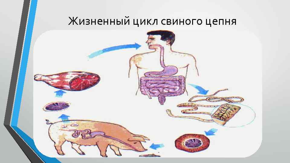 Жизненный цикл свиного цепня 
