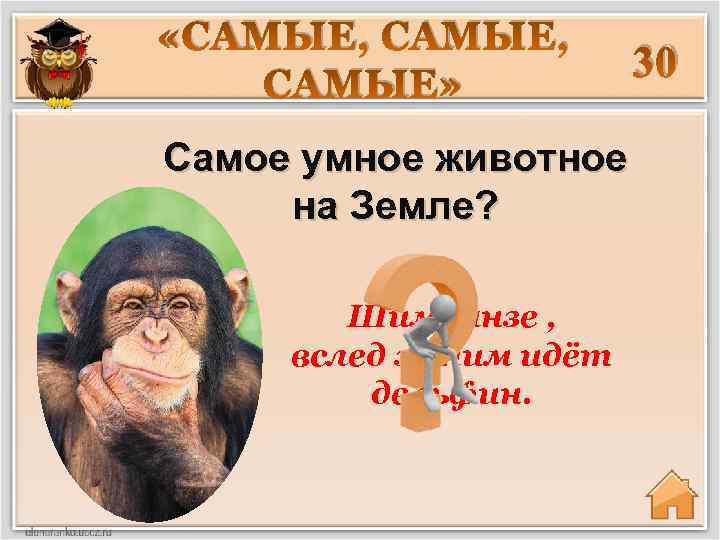  «САМЫЕ, САМЫЕ» 30 Самое умное животное на Земле? Шимпанзе , вслед за ним