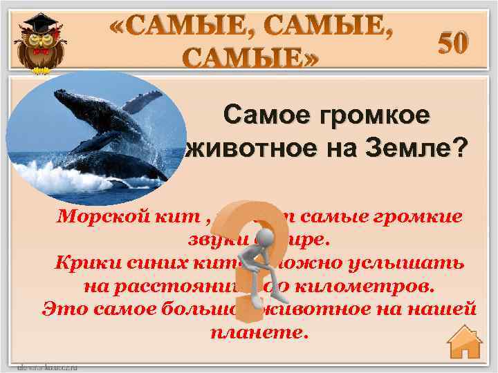  «САМЫЕ, САМЫЕ» 50 Самое громкое животное на Земле? Морской кит , издаёт самые