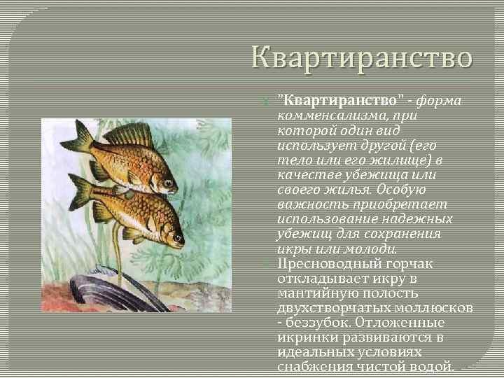 Квартиранство "Квартиранство" - форма комменсализма, при которой один вид использует другой (его тело или