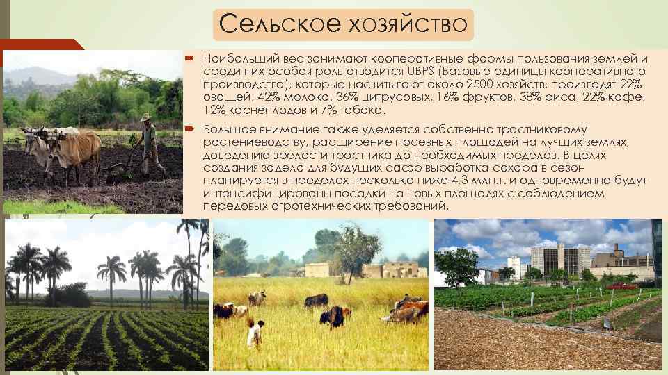 Сельское хозяйство Наибольший вес занимают кооперативные формы пользования землей и среди них особая роль