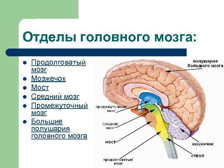 Головной мозг отделы