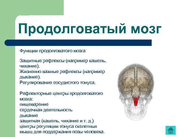 Продолговатый мозг Функции продолговатого мозга Защитные рефлексы (например кашель, чихание). Жизненно важные рефлексы (например