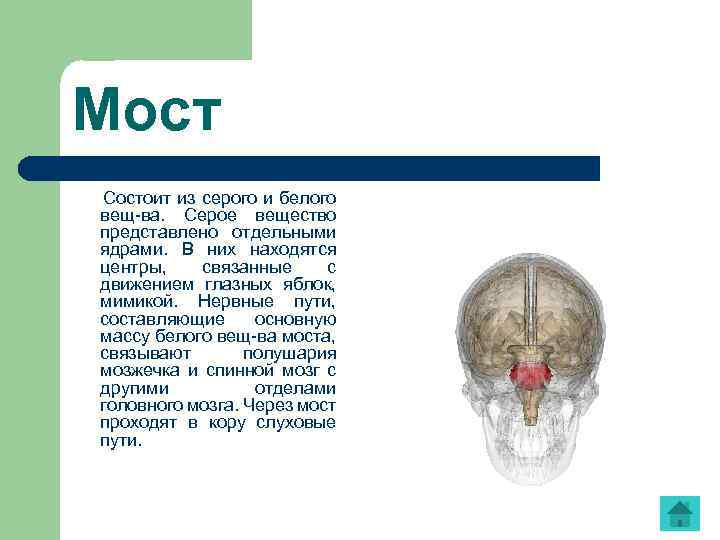 Мост Состоит из серого и белого вещ-ва. Серое вещество представлено отдельными ядрами. В них